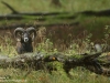 Muffelwild-Europäischer-Mufflon-Wildschaf-Schnecke-Mouflon