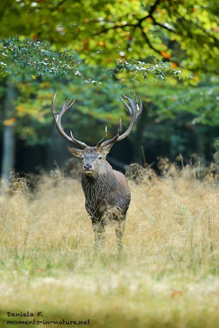 Rotwild-Rothirsch-Red-Deer-rutting-Season-Brunft-Hirschbrunft-röhren-Hirsch, A035321