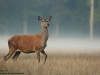 Rotwild-Red-Deer-fog
