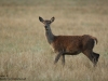 Rotwild-Red-Deer