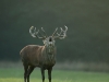 Rotwild-Rothirsch-Red-Deer-rutting-Season-Brunft-Hirschbrunft-röhren-Hirsch
