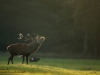 Rotwild-Rothirsch-Red-Deer-rutting-Season-Brunft-Hirschbrunft-röhren-Hirsch