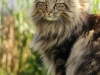 Katzenshooting-Norwegische-Waldkatze-
