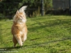 Katzenshooting-Norwegische-Waldkatze-