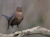 Amsel-Common-Blackbird-Turdus-mercula