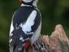 Buntspecht-Specht-Great-Spottet-Woodpecker-Dendrocopos-major