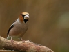 Kernbeisser-Hawfinch-Coccothraustes-Coccothraustes