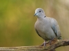 Türkentaube-Taube-Eurasian-Collared-Dove-Streptopelia-Decaocto