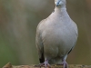 Türkentaube-Taube-Eurasian-Collared-Dove-Streptopelia-Decaocto
