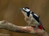 Buntspecht-Specht-Great-Spottet-Woodpecker-Dendrocopos-major
