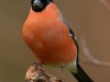 Gimpel-Dompfaff-Bluthänfling-Eurasian-Bullfinch-Pyrrhula-pyrrhula