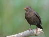 Amsel-Common-Blackbird-Turdus-mercula