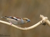 Kernbeisser-Hawfinch-Coccothraustes-Coccothraustes