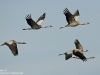 Kranich-Common-Crane-Grus-grus-Vögel-des-Glücks