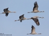 Kranich-Common-Crane-Grus-grus-Vögel-des-Glücks