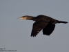 Kormoran-Great-Cormorant-Phalacrocorax-carbo