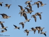 Blässgans-Wildgänse-Greater-White-Fronted-Goose-Anser-Albirons