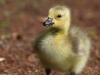 Wildgänse-Kanadagans-Canada-Goose-Branta-canadensis-Küken-chick