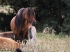 Wildpferde-Dülmener-Wildpferde-Pony-Fohlen-Foal