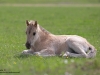 Wildpferde-Dülmener-Wildpferde-Pony-Fohlen-Foal