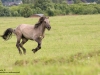 Wildpferde-Dülmener-Wildpferde-Pony-Gallop-