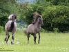 Wildpferde-Dülmener-Wildpferde-Pony