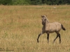 Wildpferde-Dülmener-Wildpferde-Pony-Fohlen-Foal-